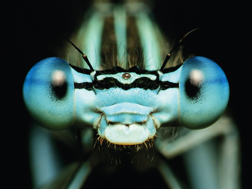 Wer mehr sieht, hat mehr vom Leben: Insekten profitieren von ihren Facettenaugen.