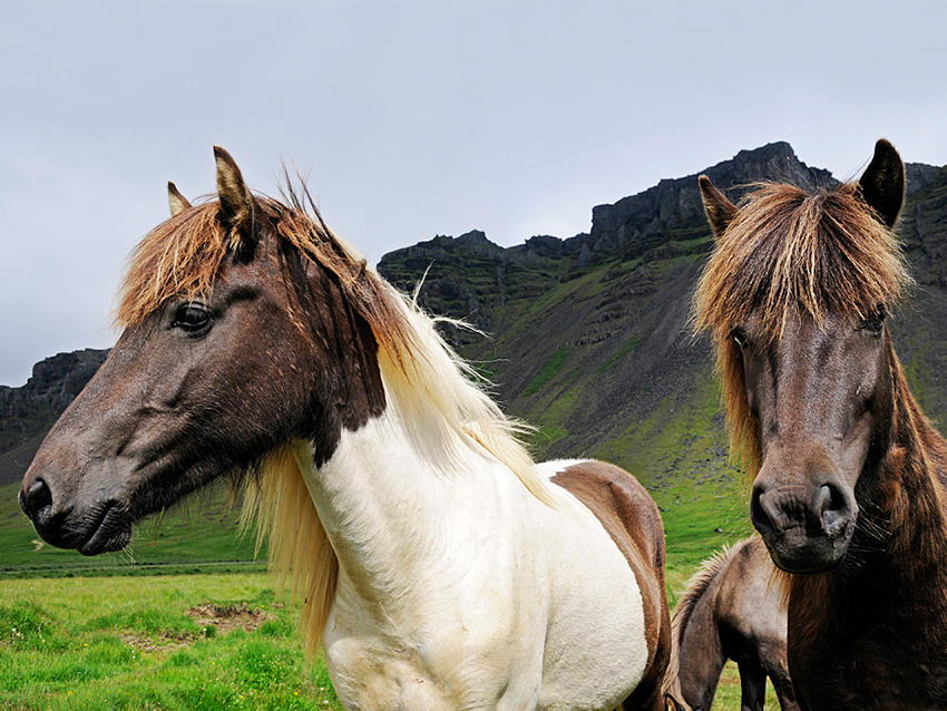 Islandpferde: sie trotzen Wind und Wetter.