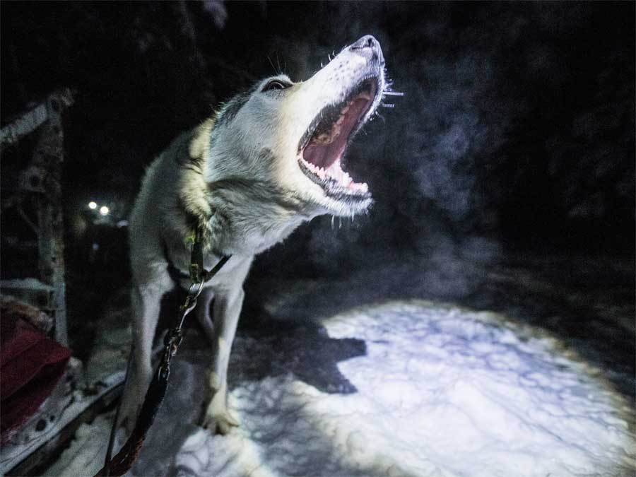 Bären, Wölfe, Rentiere und Elche: Im Norden Finnlands ist die Natur so urwüchsig, dass jeder Ausflug zur Safari wird. Wer die Tiere in der Taiga beobachten will, braucht Geduld.